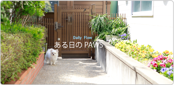 ある日のPAWS