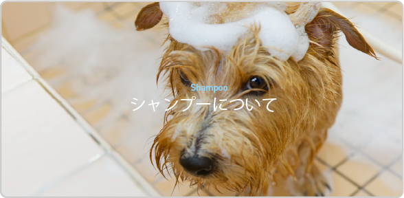 シャンプーについて