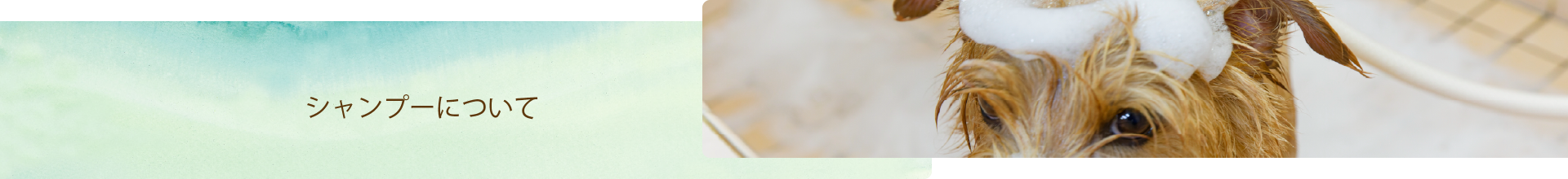 シャンプーについて