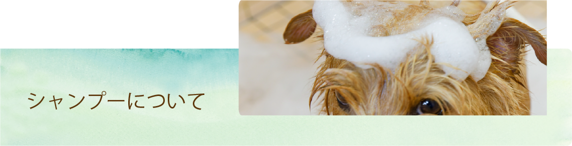 シャンプーについて