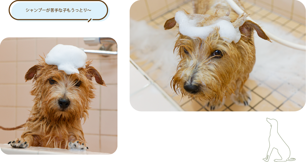 シャンプーが苦手な子もうっとり～